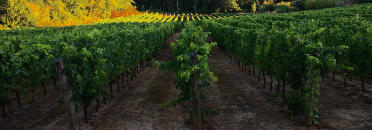 Vineyards